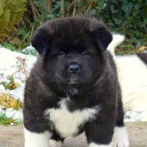 Meet your Posher, Pauline